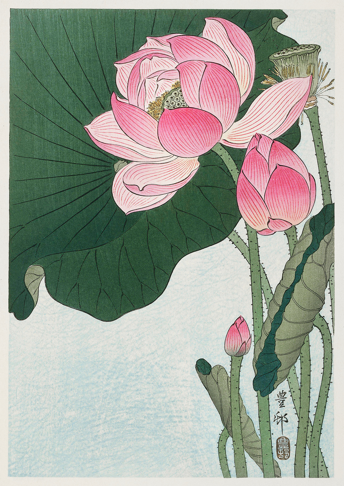 Blooming lotus flowers por Ohara Koson