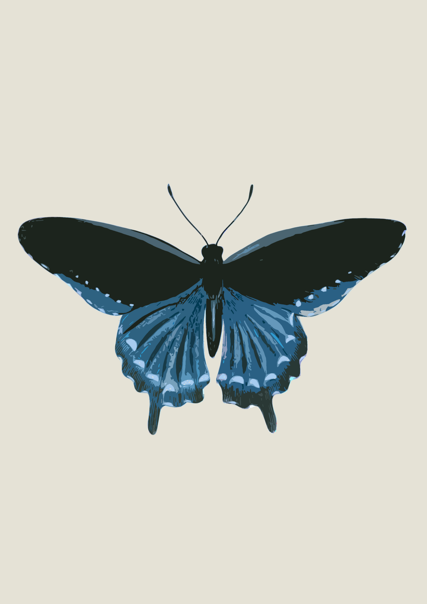 Borboleta Azul
