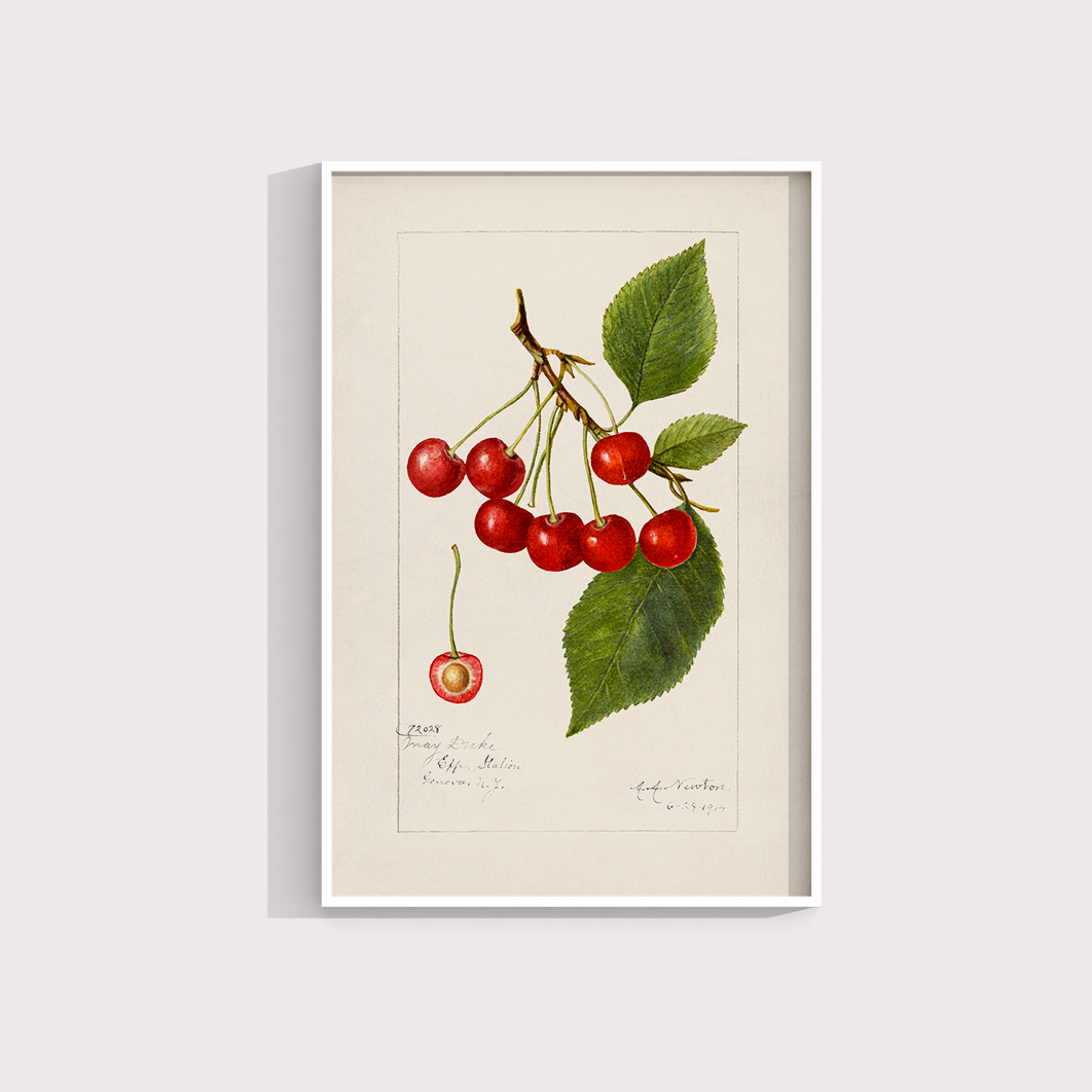 Cerejas Vintage - LARTESTUDIO