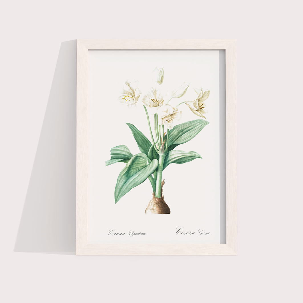 Flor Crinum