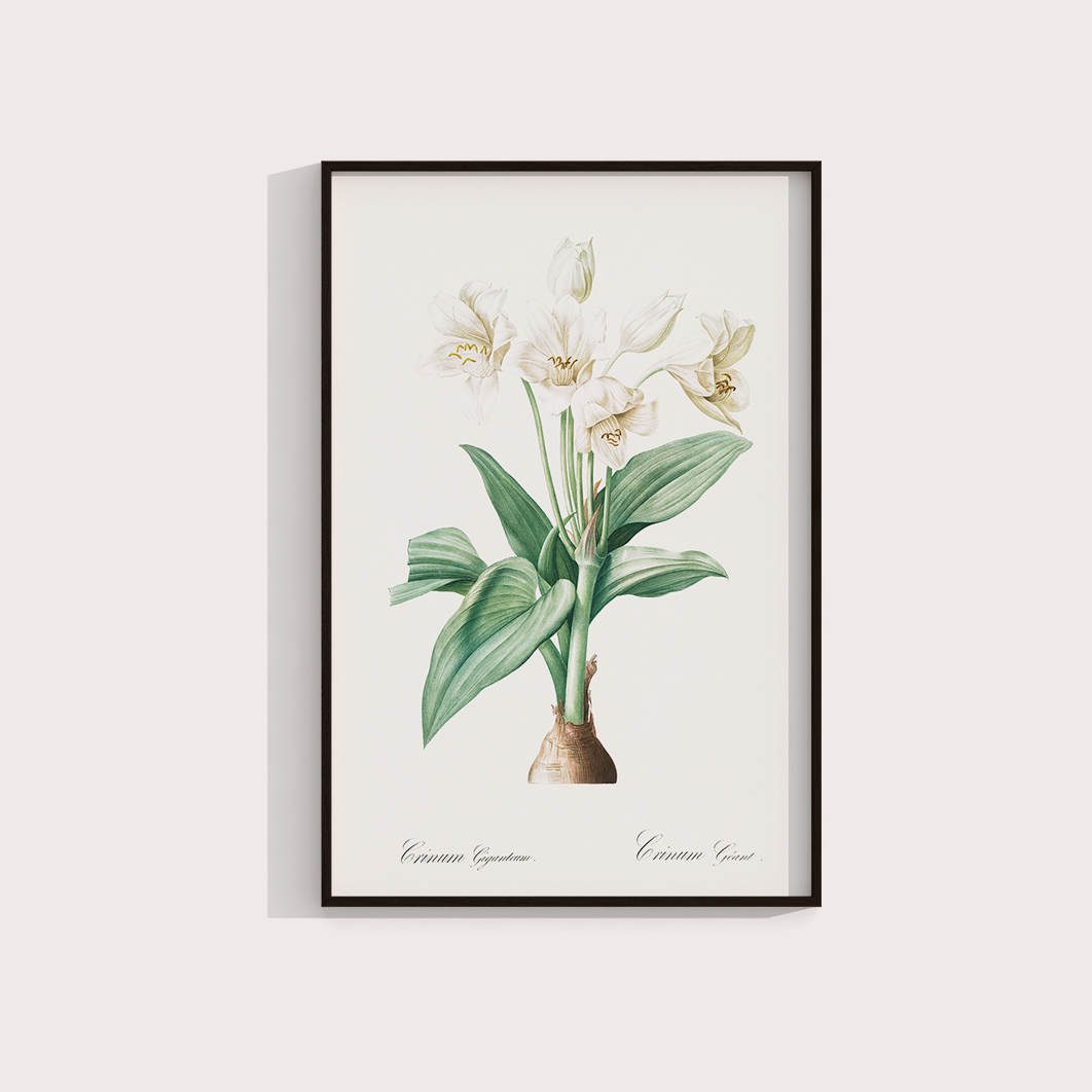 Flor Crinum