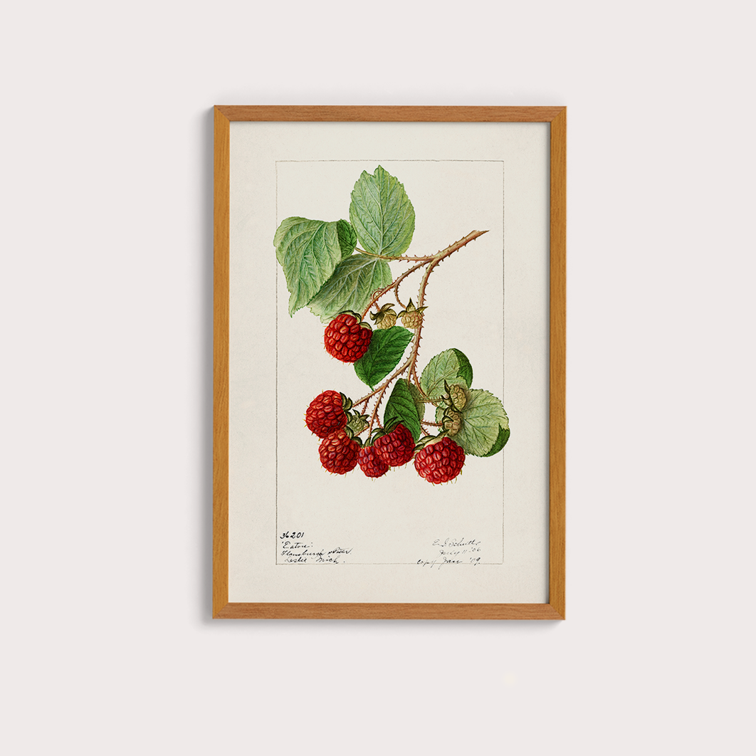 Framboesa Vintage