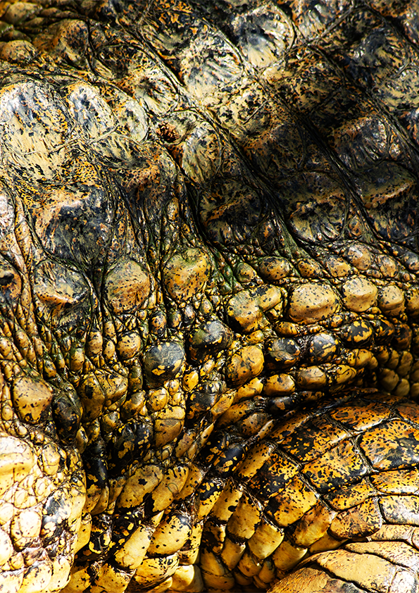 Quadro Zoologico 723 Por Thales Antonio