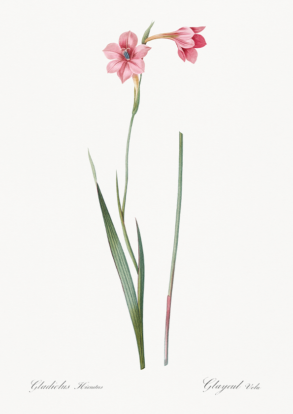 Lily