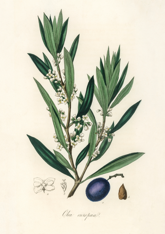Olive Vintage