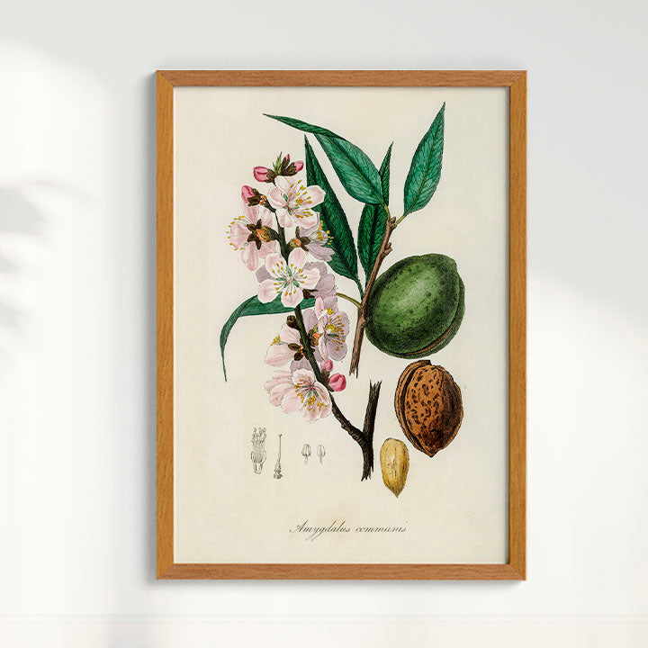 Quadro a amêndoa Vintage