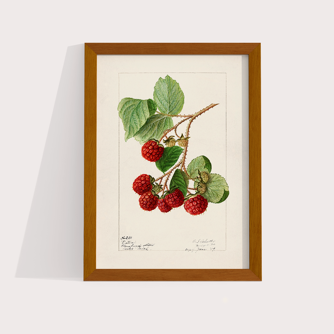 Framboesa Vintage