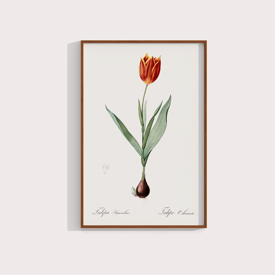Tulipa II