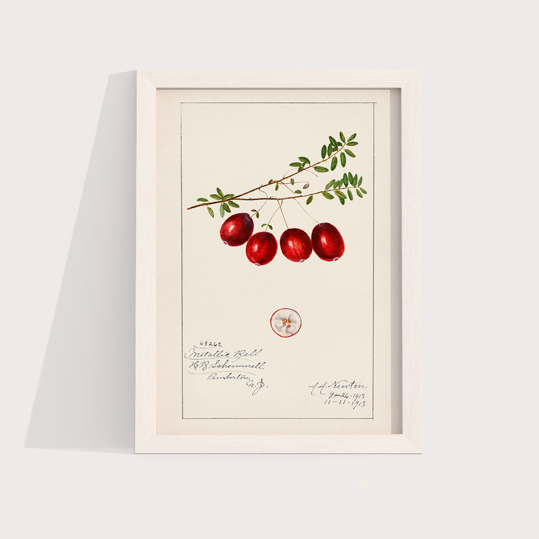 Cranberry Vintage