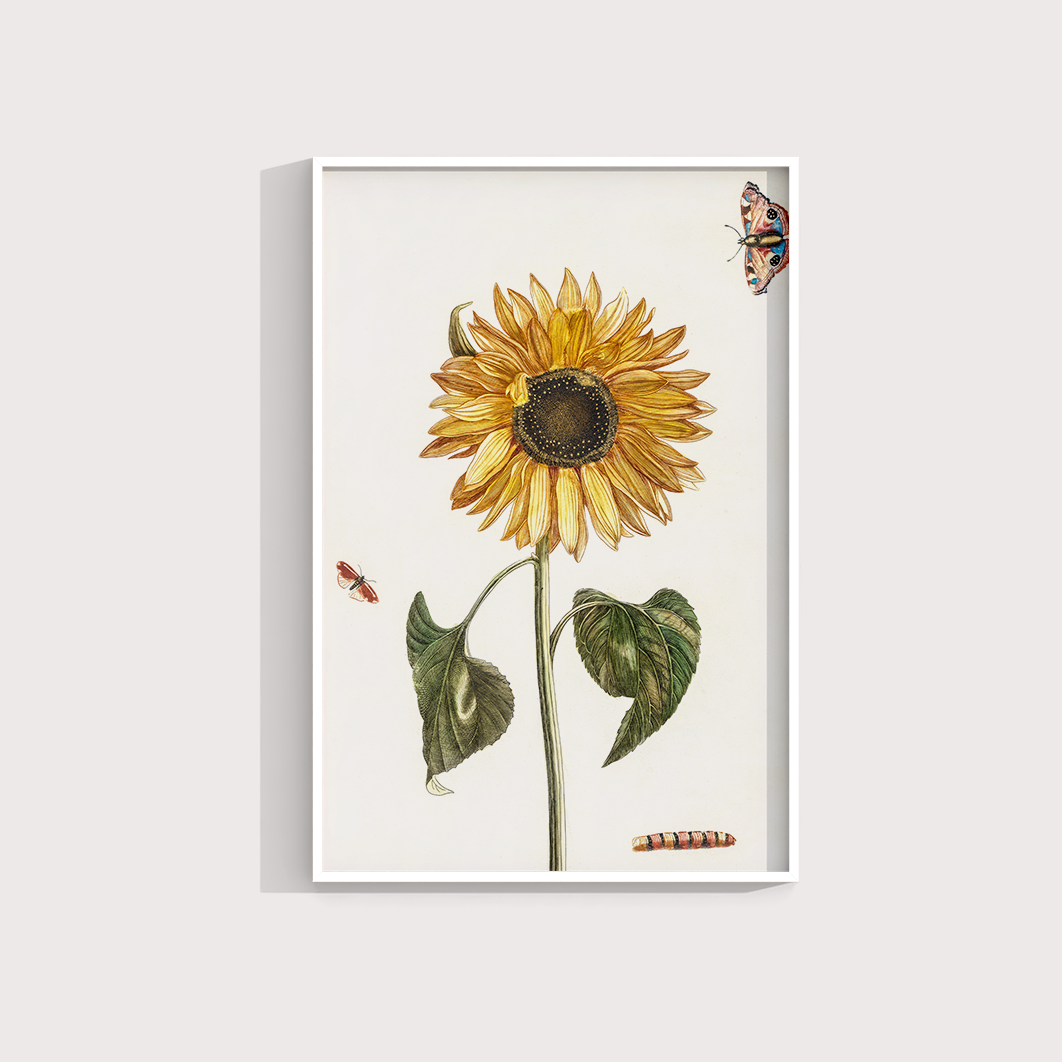 Girassol Vintage