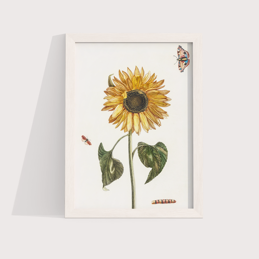 Girassol Vintage