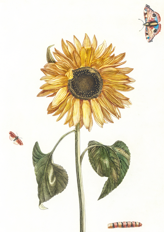 Quadro Sunflower - LARTESTUDIO