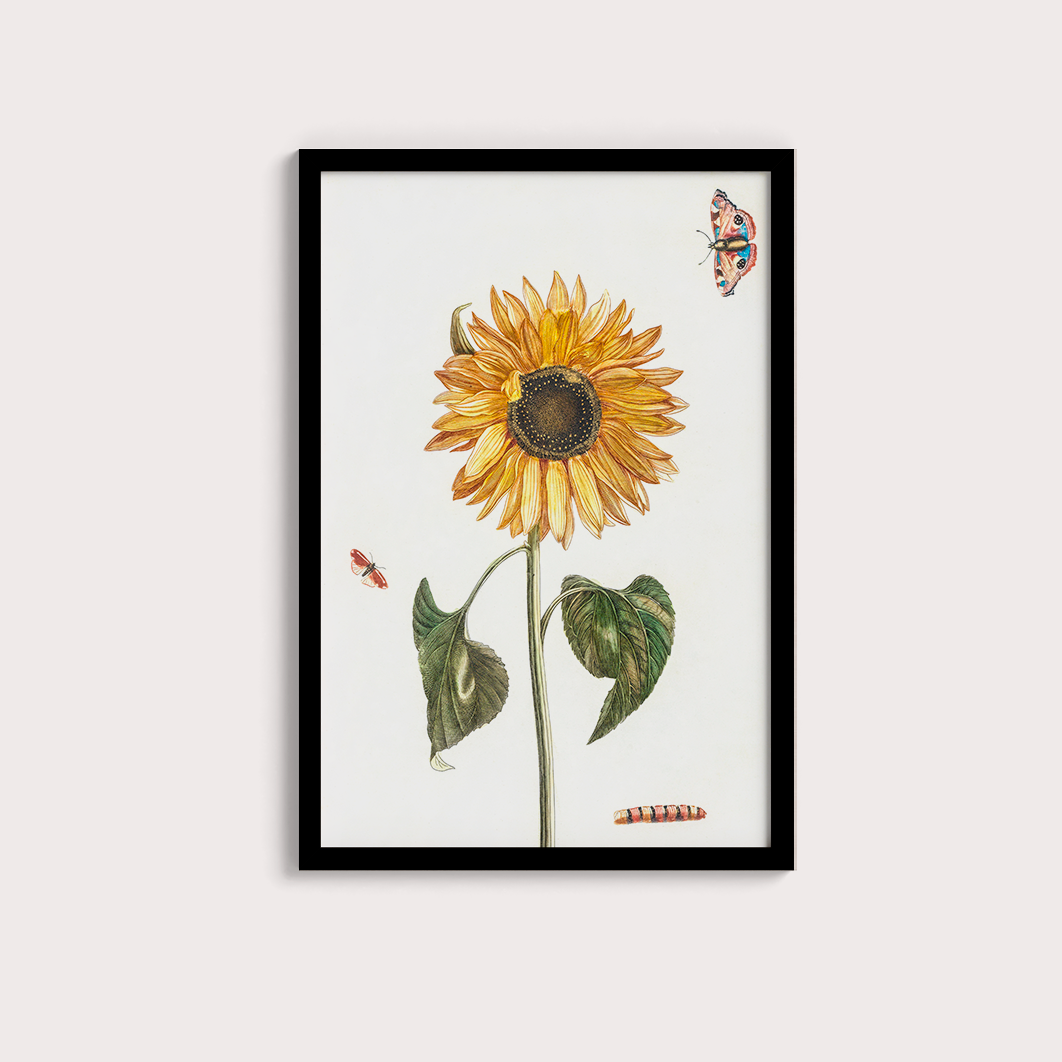 Girassol Vintage