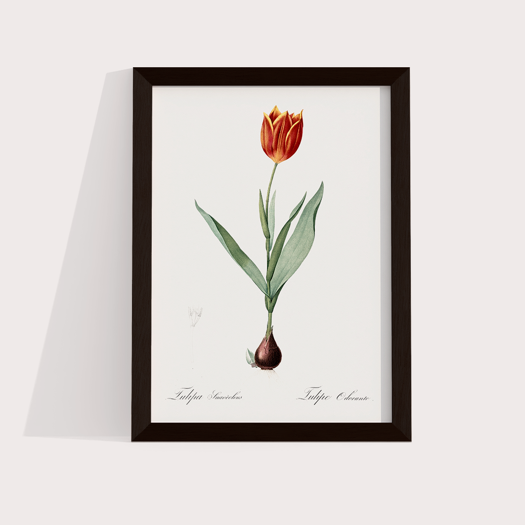 Tulipa II