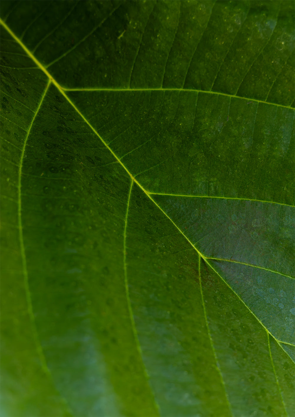 Quadro Leaf por Vanessa Zago
