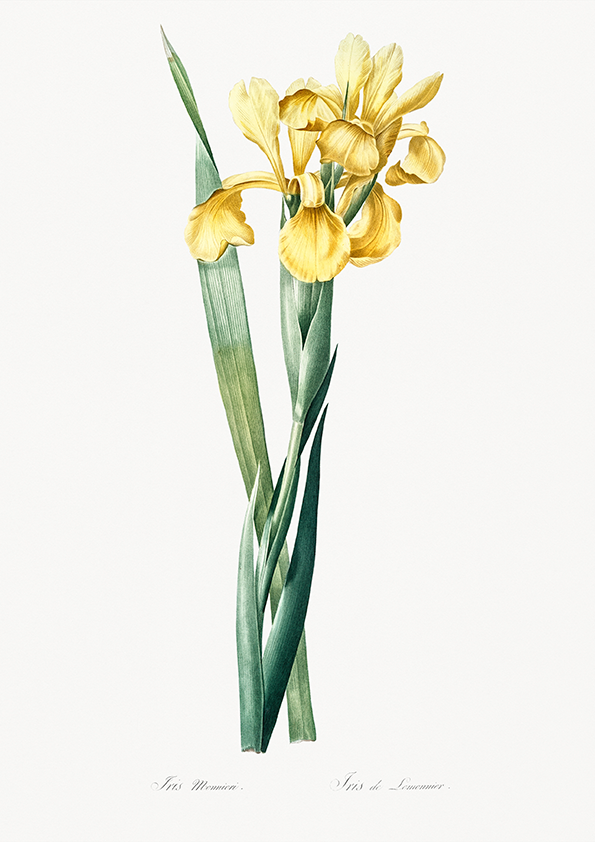 Quadro Floral Vintage Iris Amarela