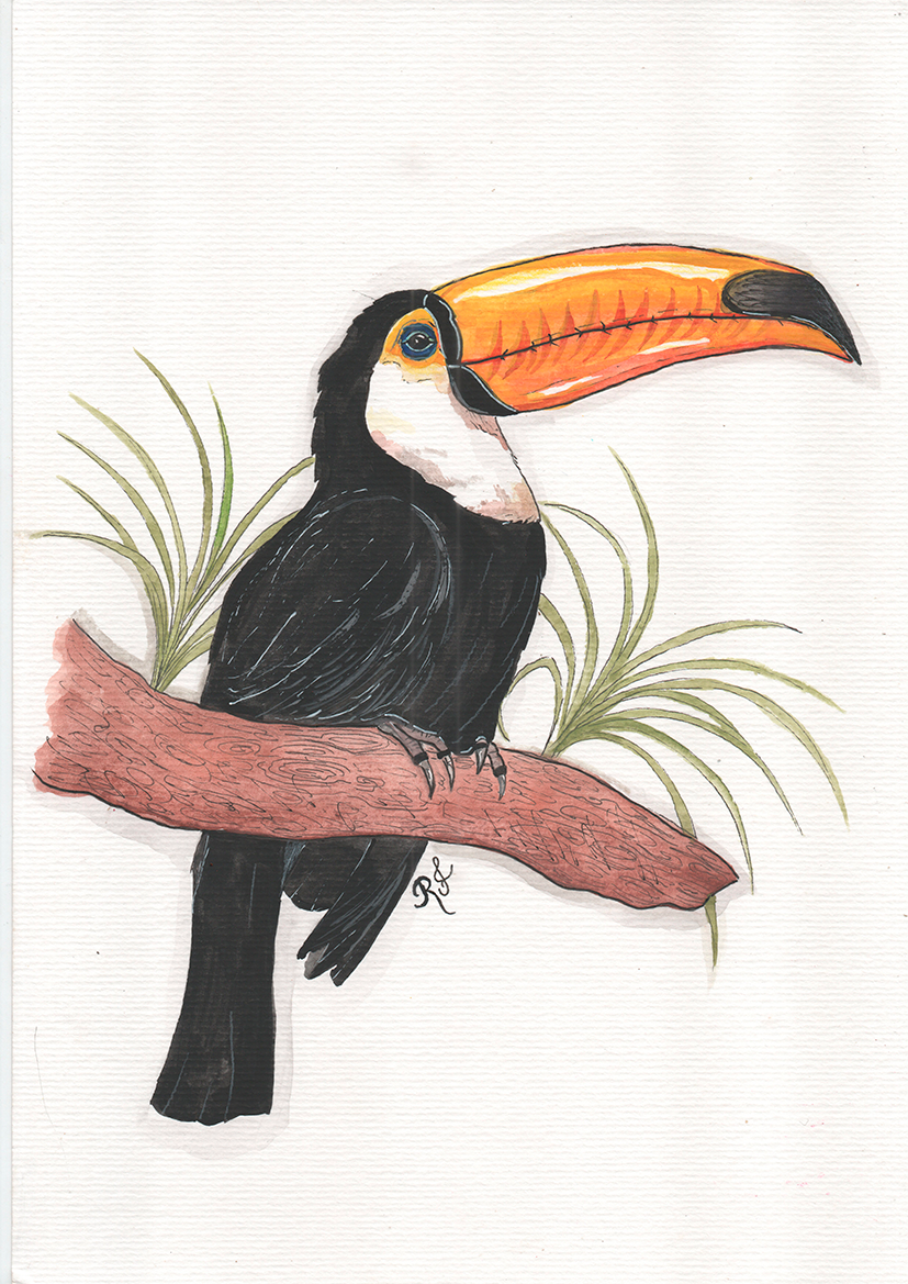 Quadro Tucano por Rayana Karoline