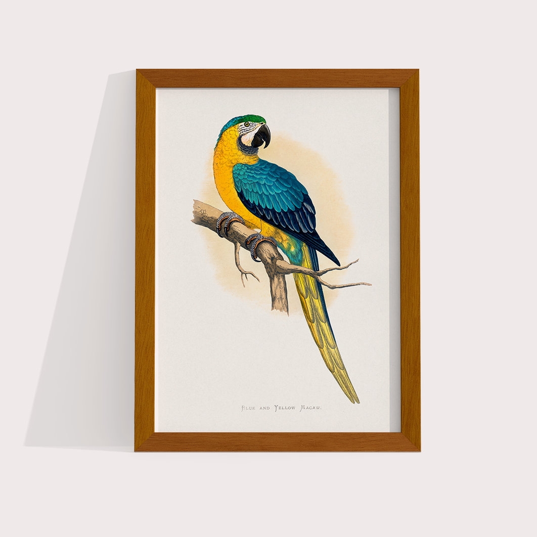 Arara