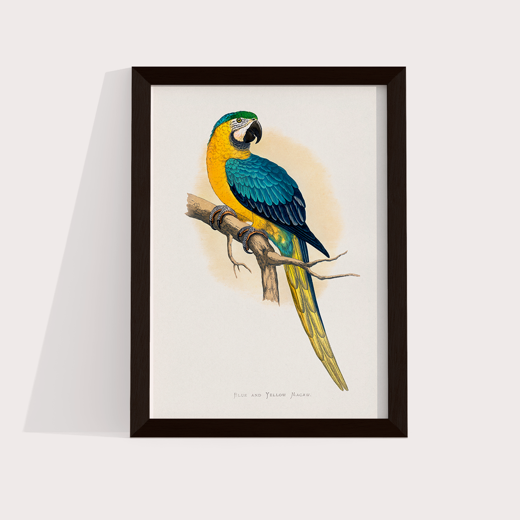 Arara