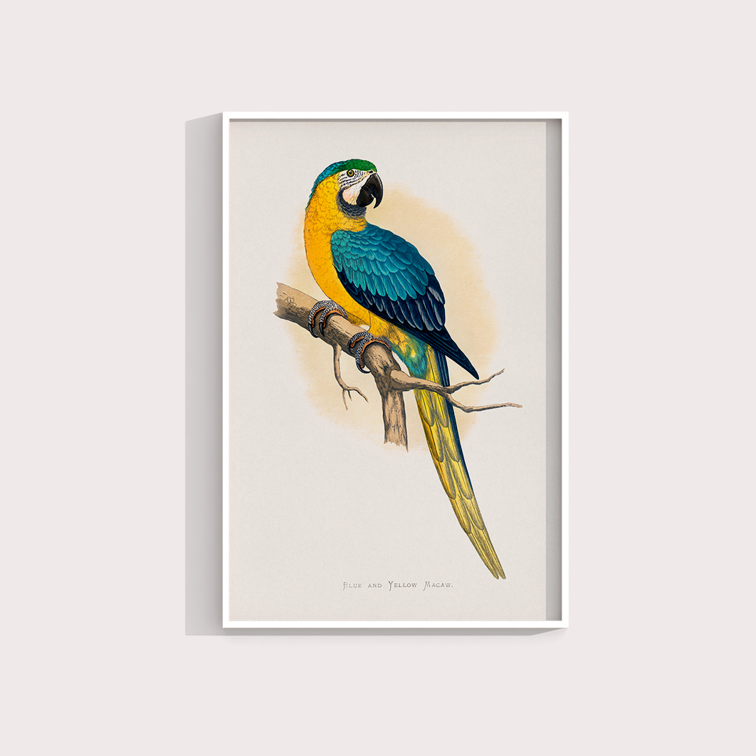 Arara