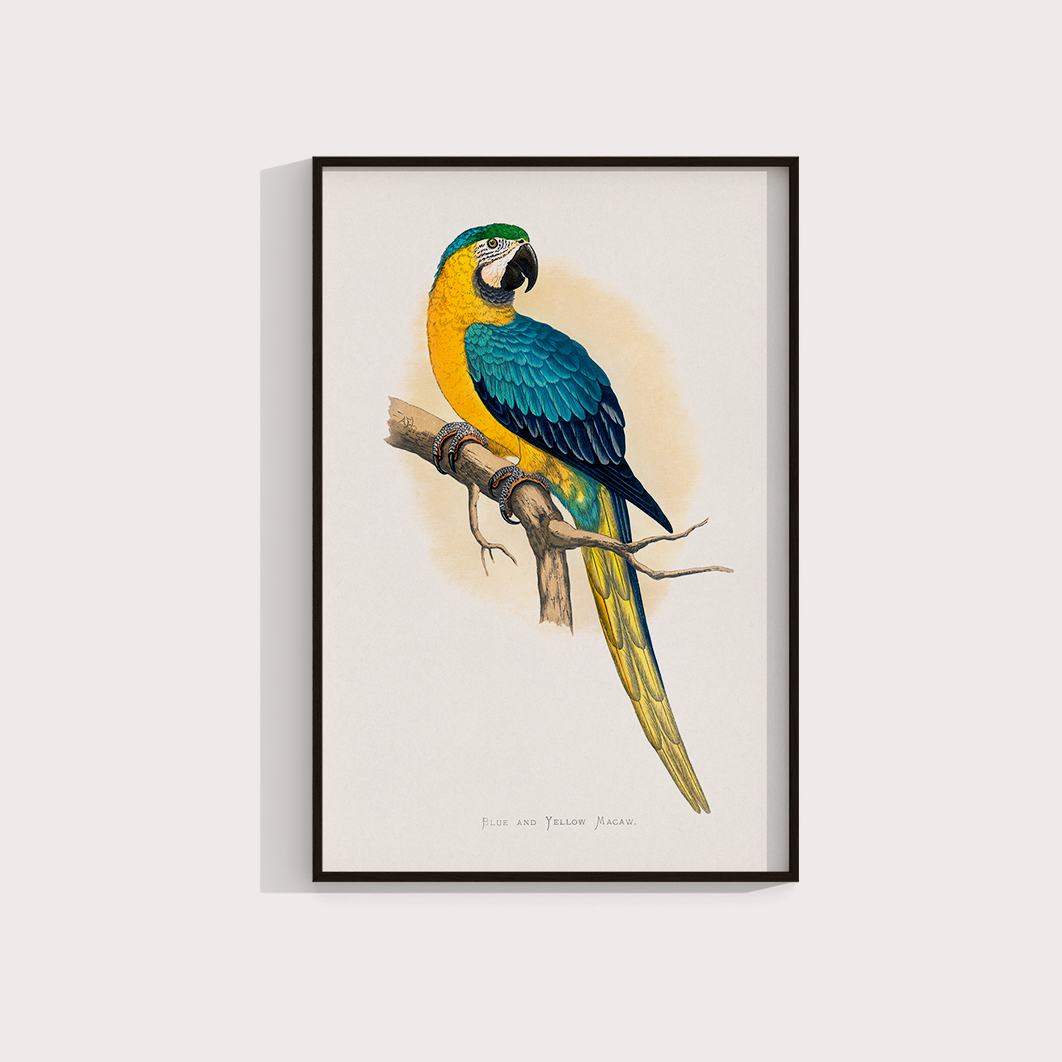 Arara