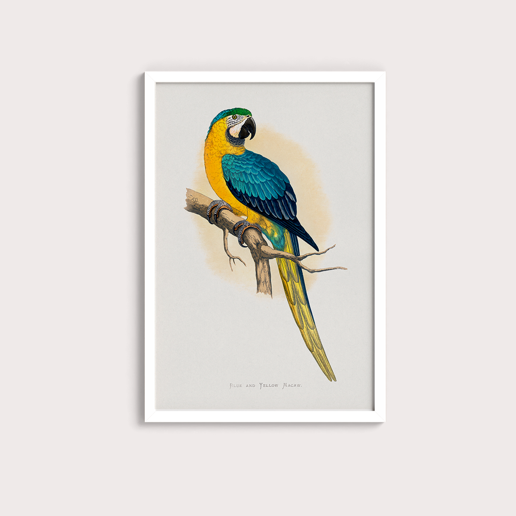 Arara