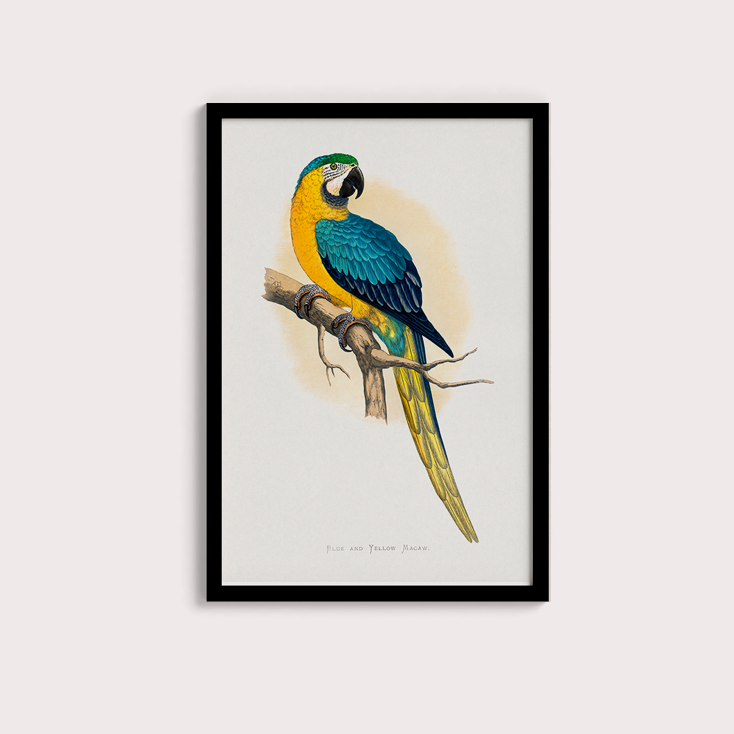 Arara