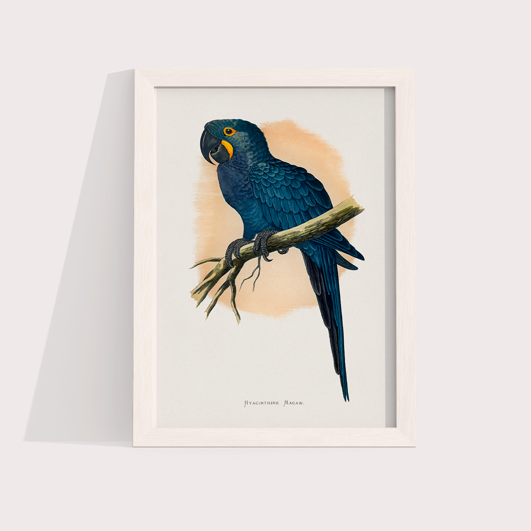 Arara azul