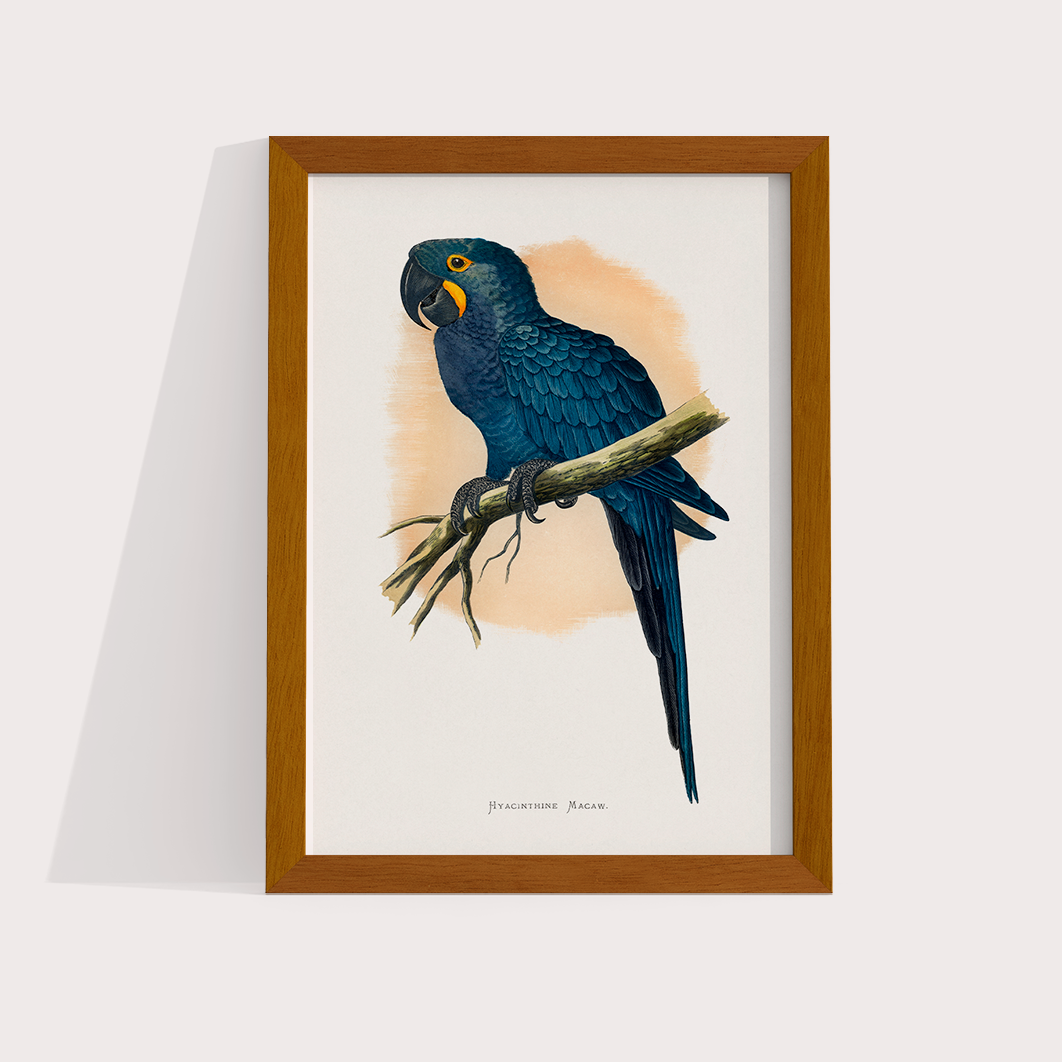 Arara azul