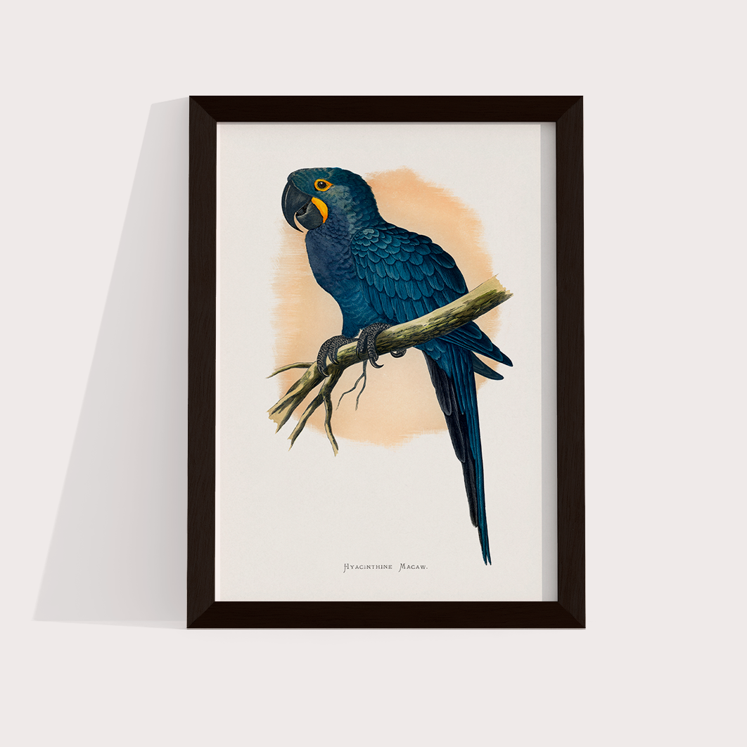 Arara azul
