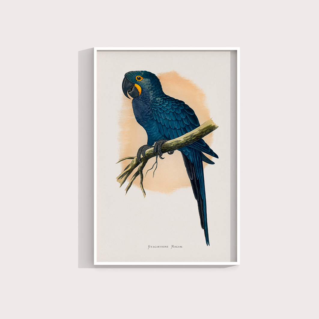 Arara azul