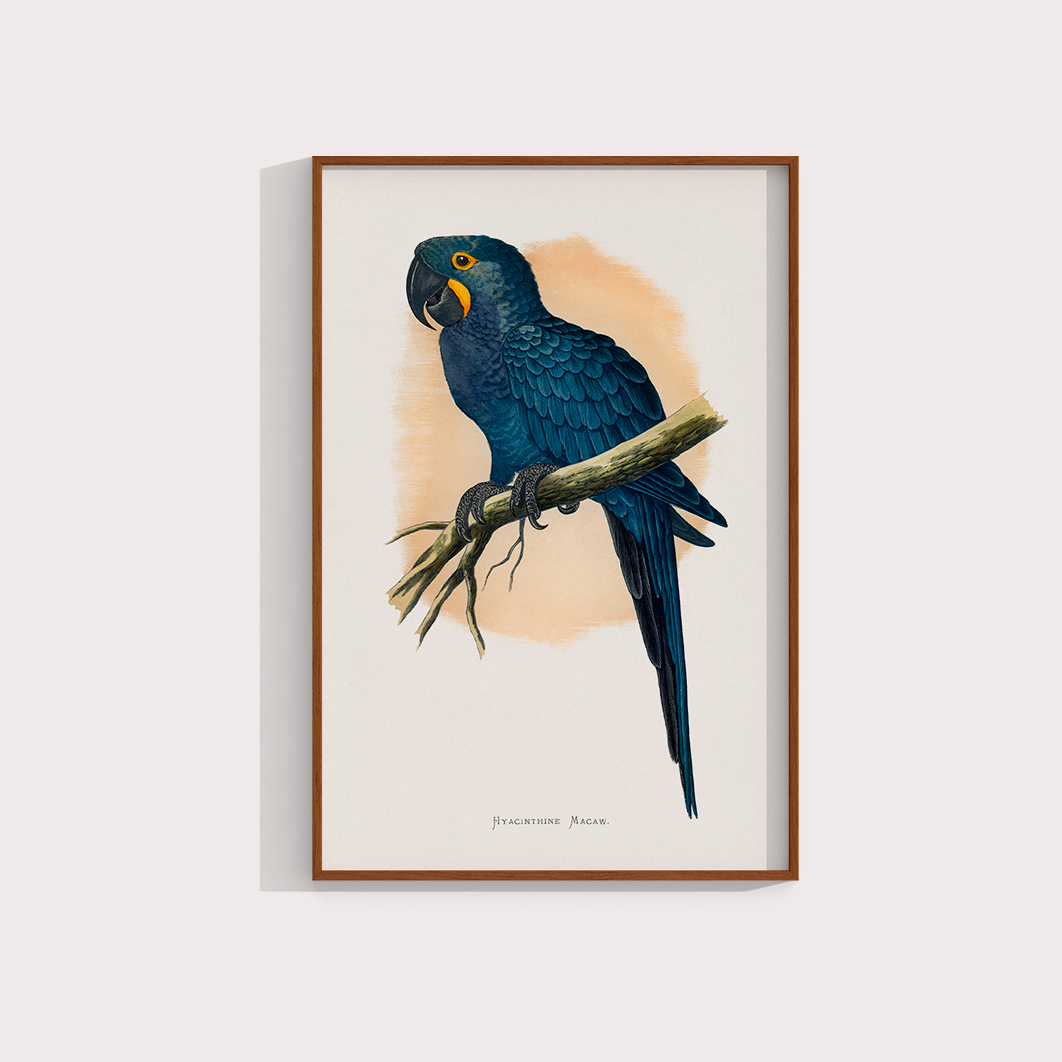 Arara azul