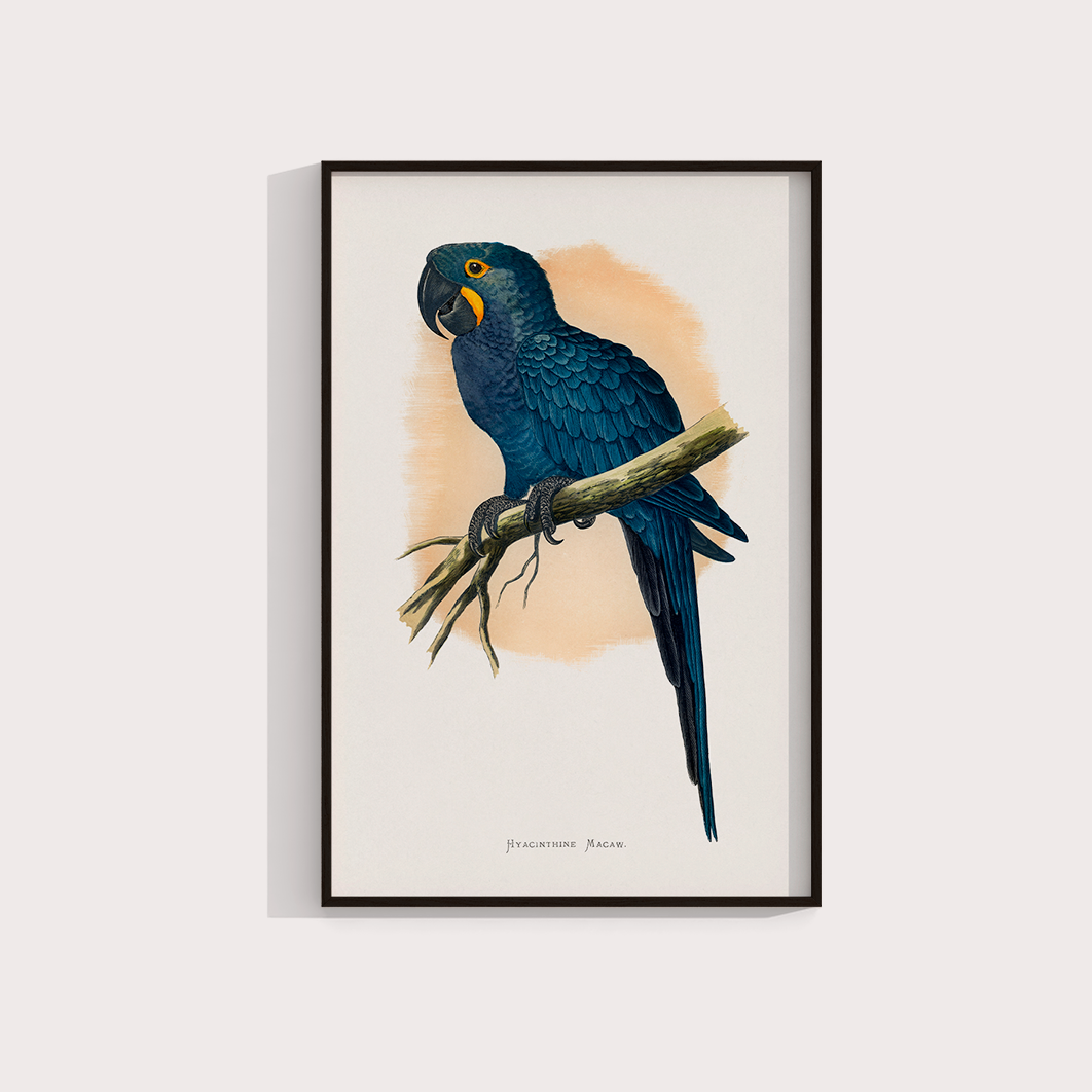 Arara azul