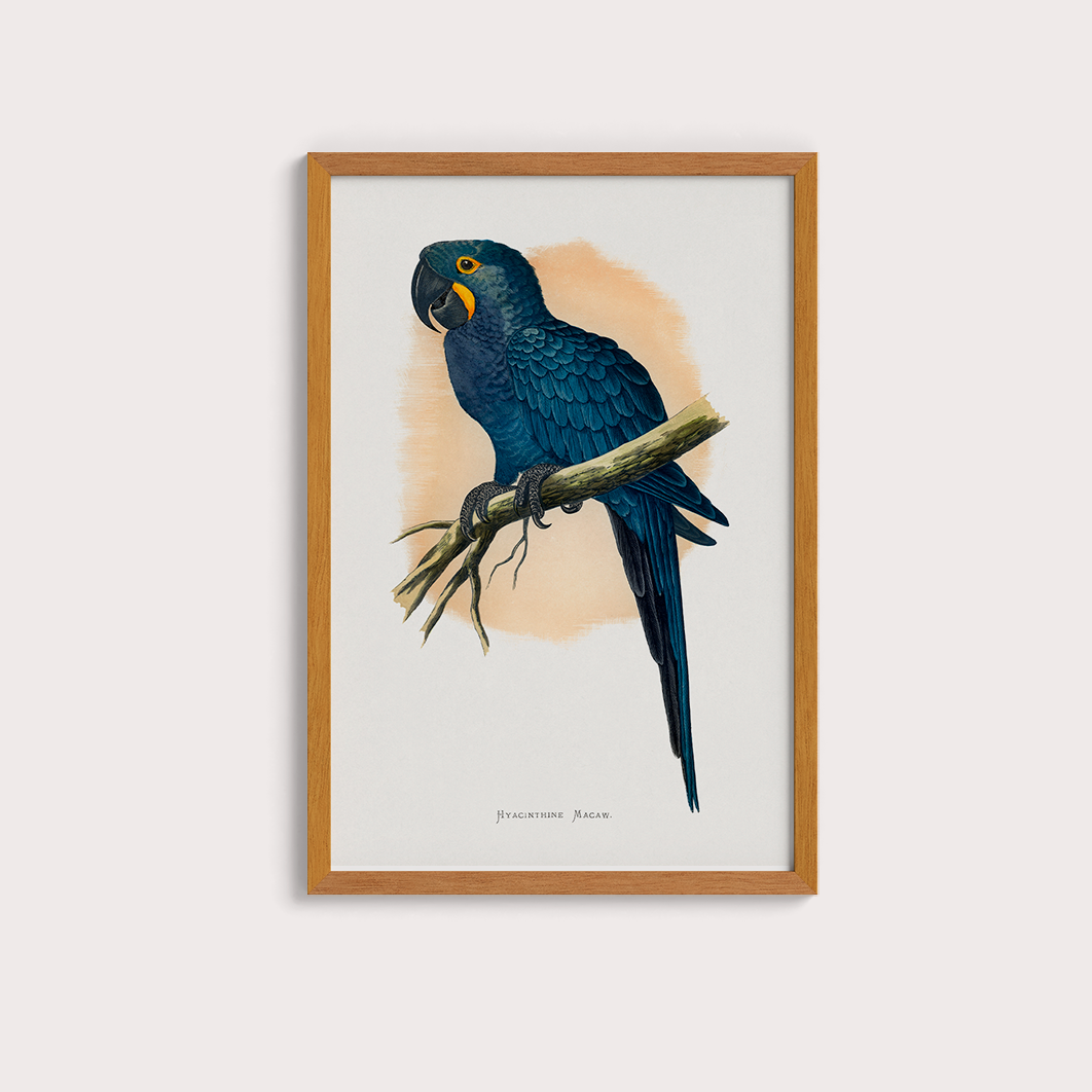 Arara azul