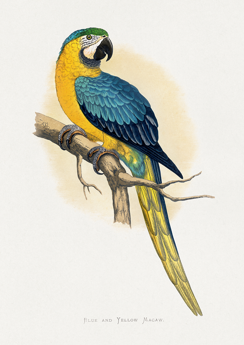 Arara