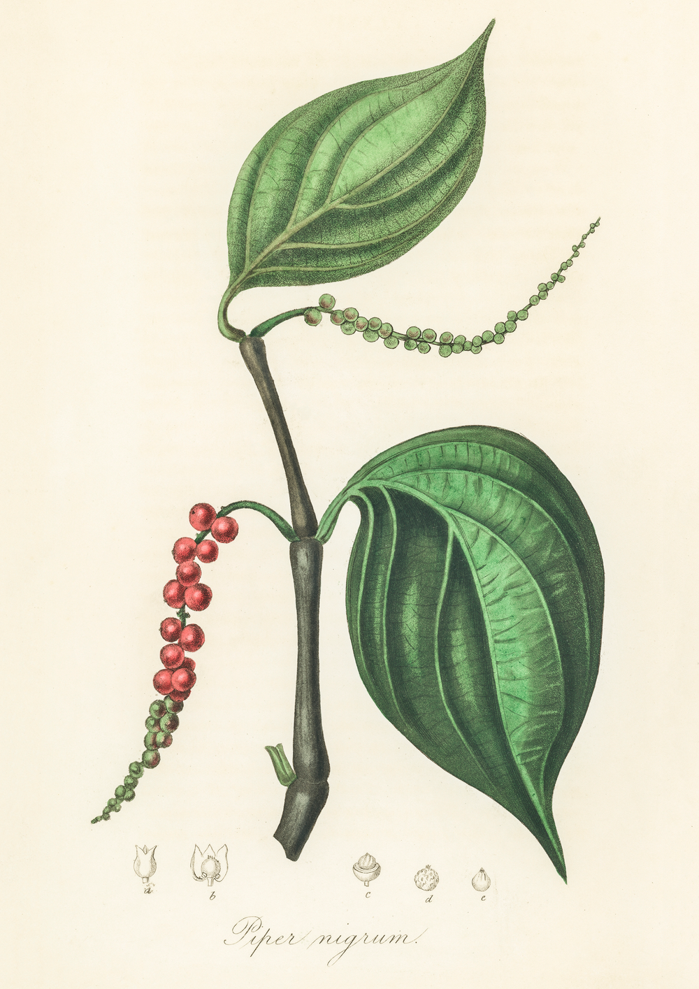 Quadro Pimenta - Black Pepper Vintage