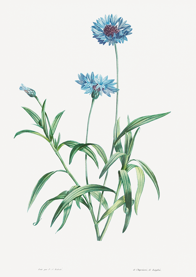Quadro Blue Flower vintage I