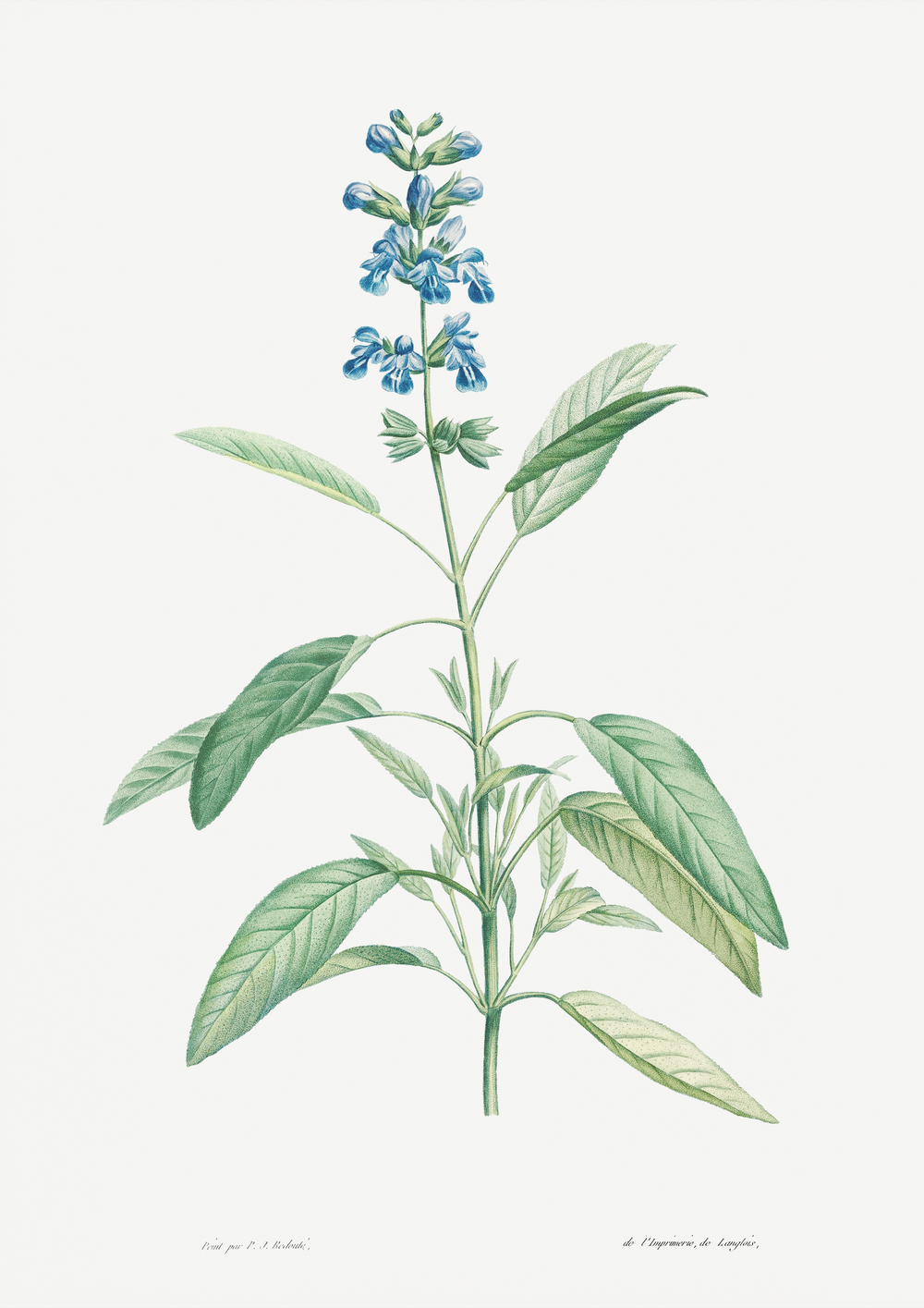 Quadro Blue flower II - Flor salvia azul