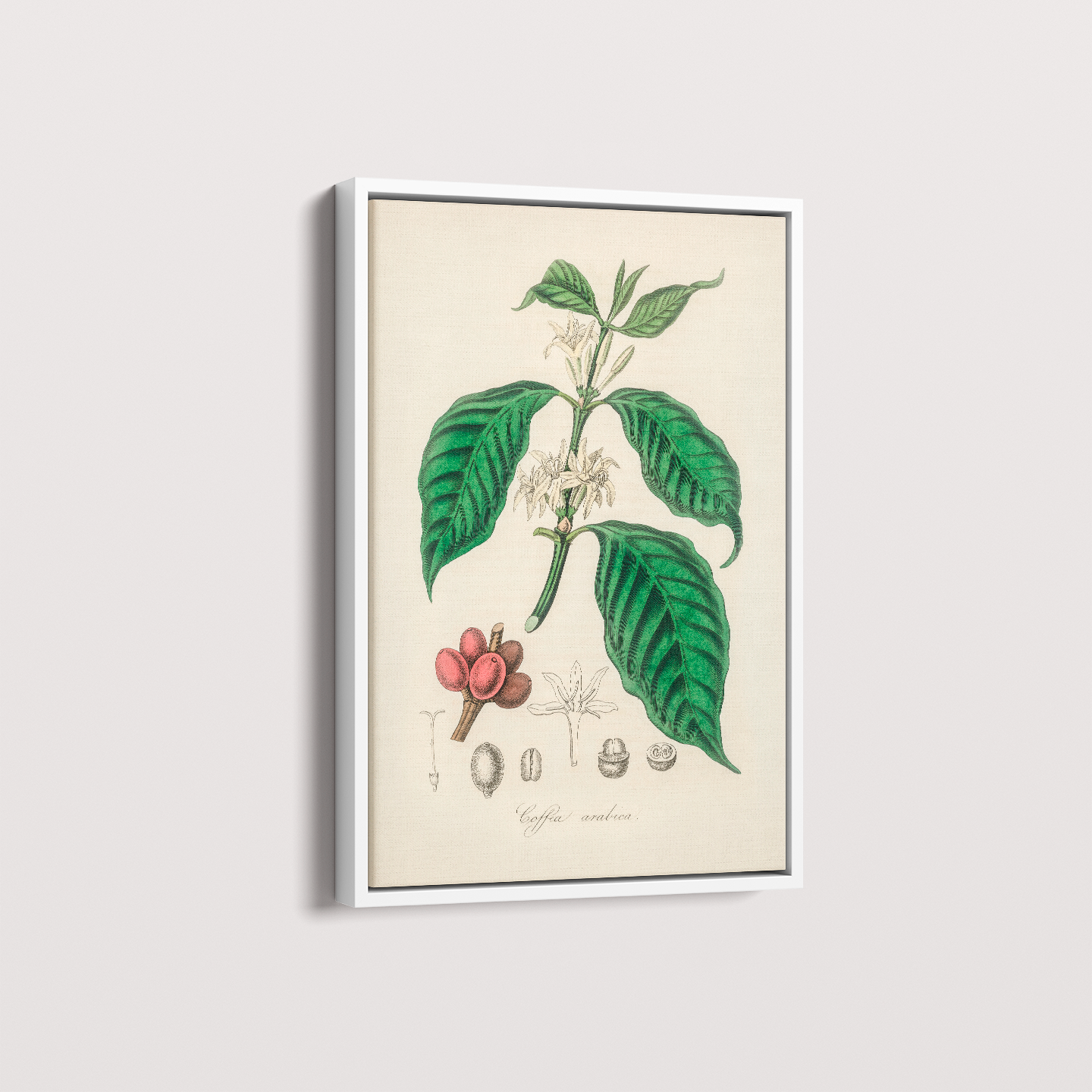 Quadro Café Arabica