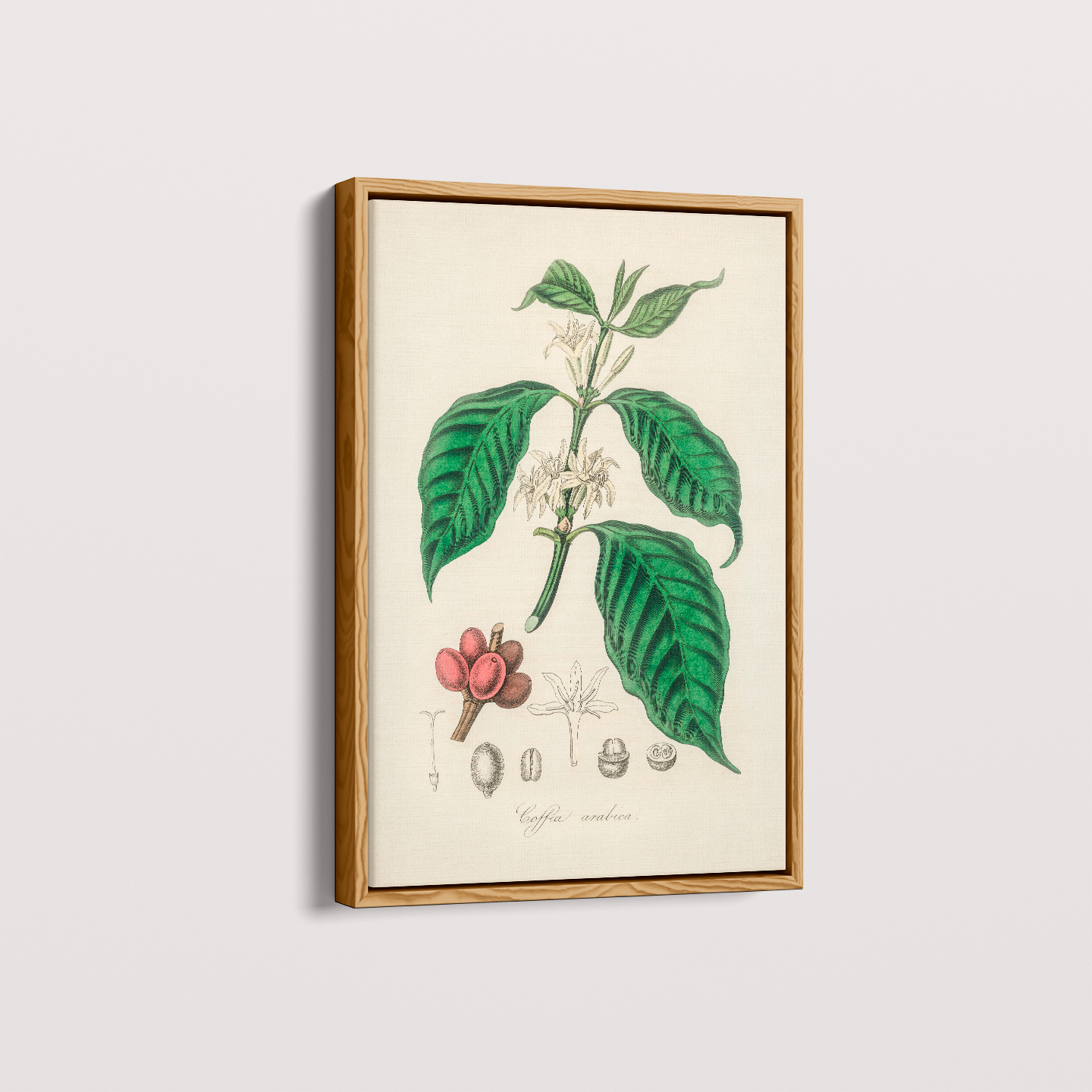Quadro Café Arabica