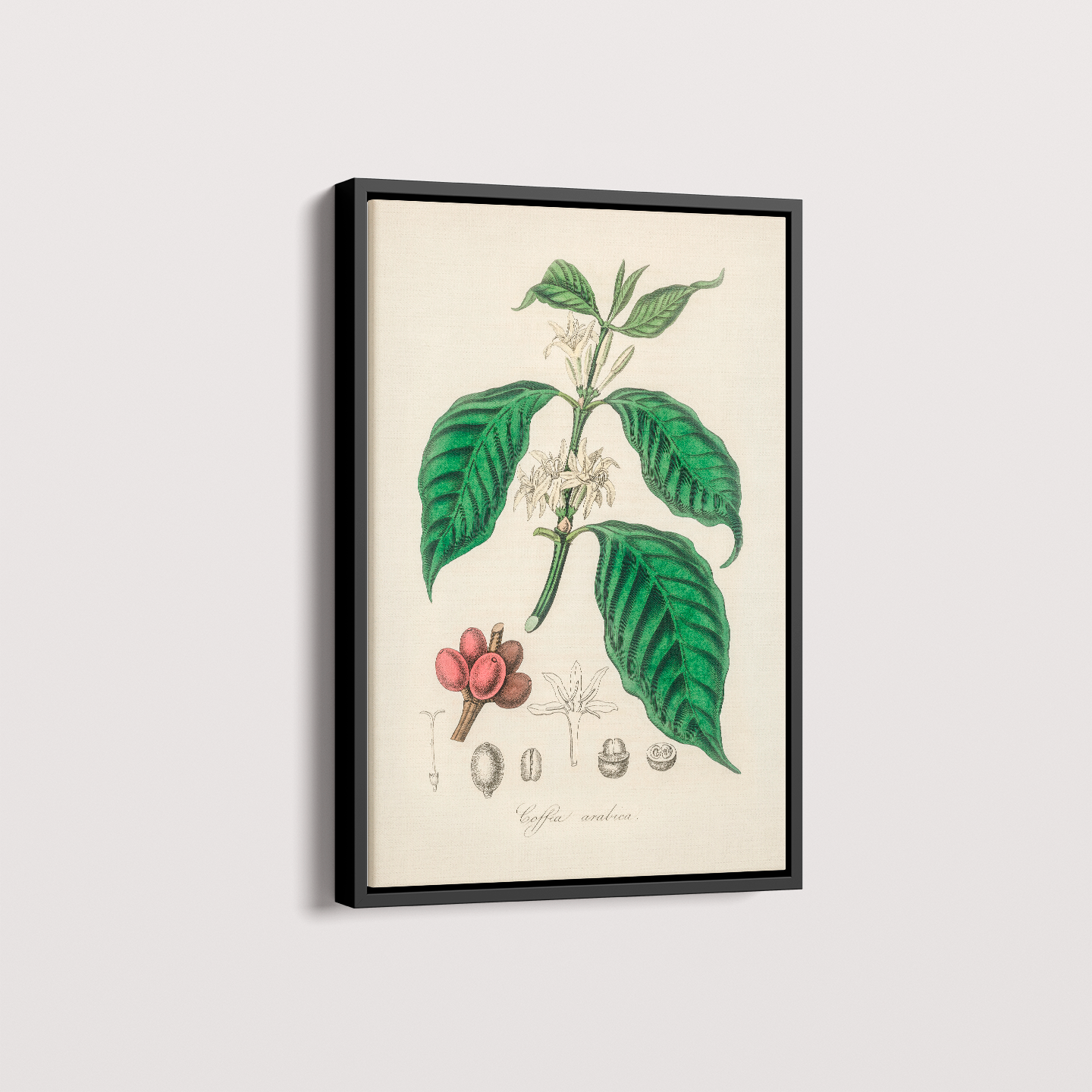 Quadro Café Arabica
