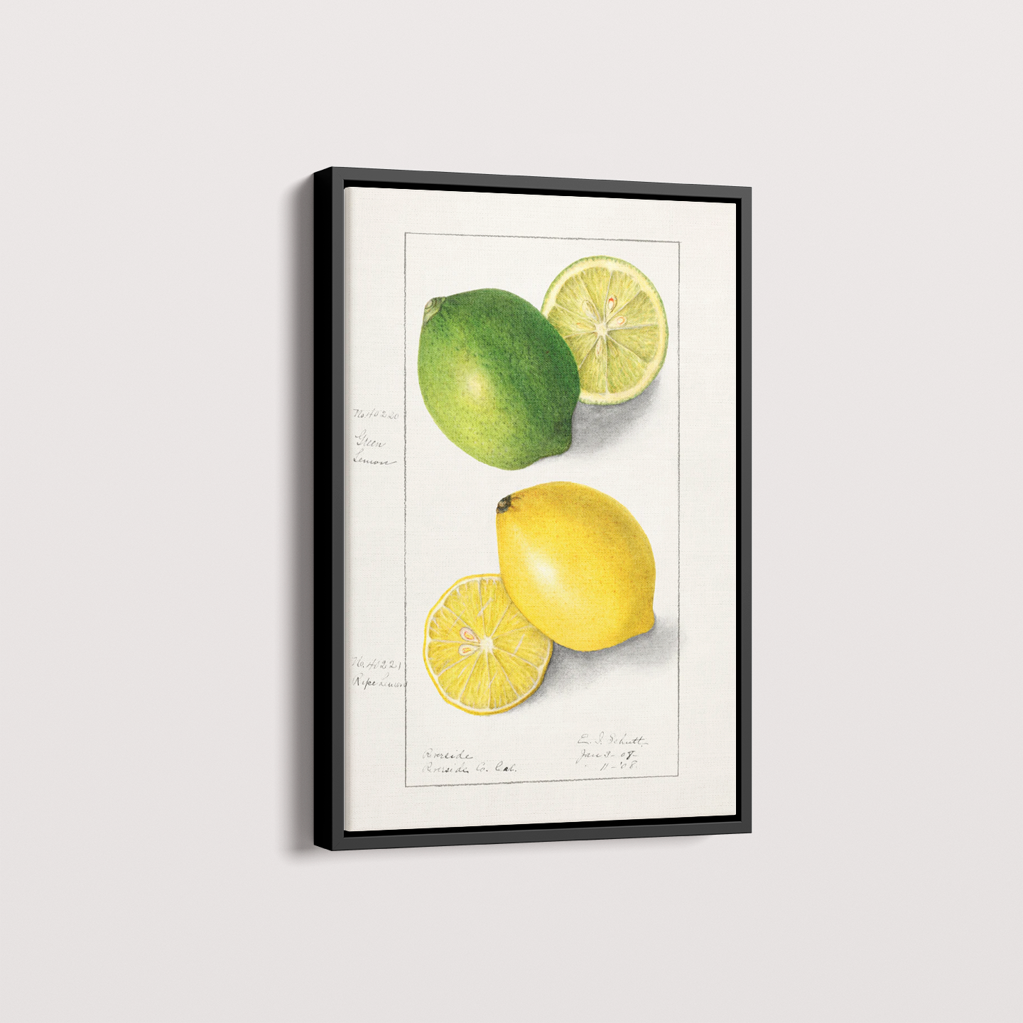 Quadro Limão Vintage