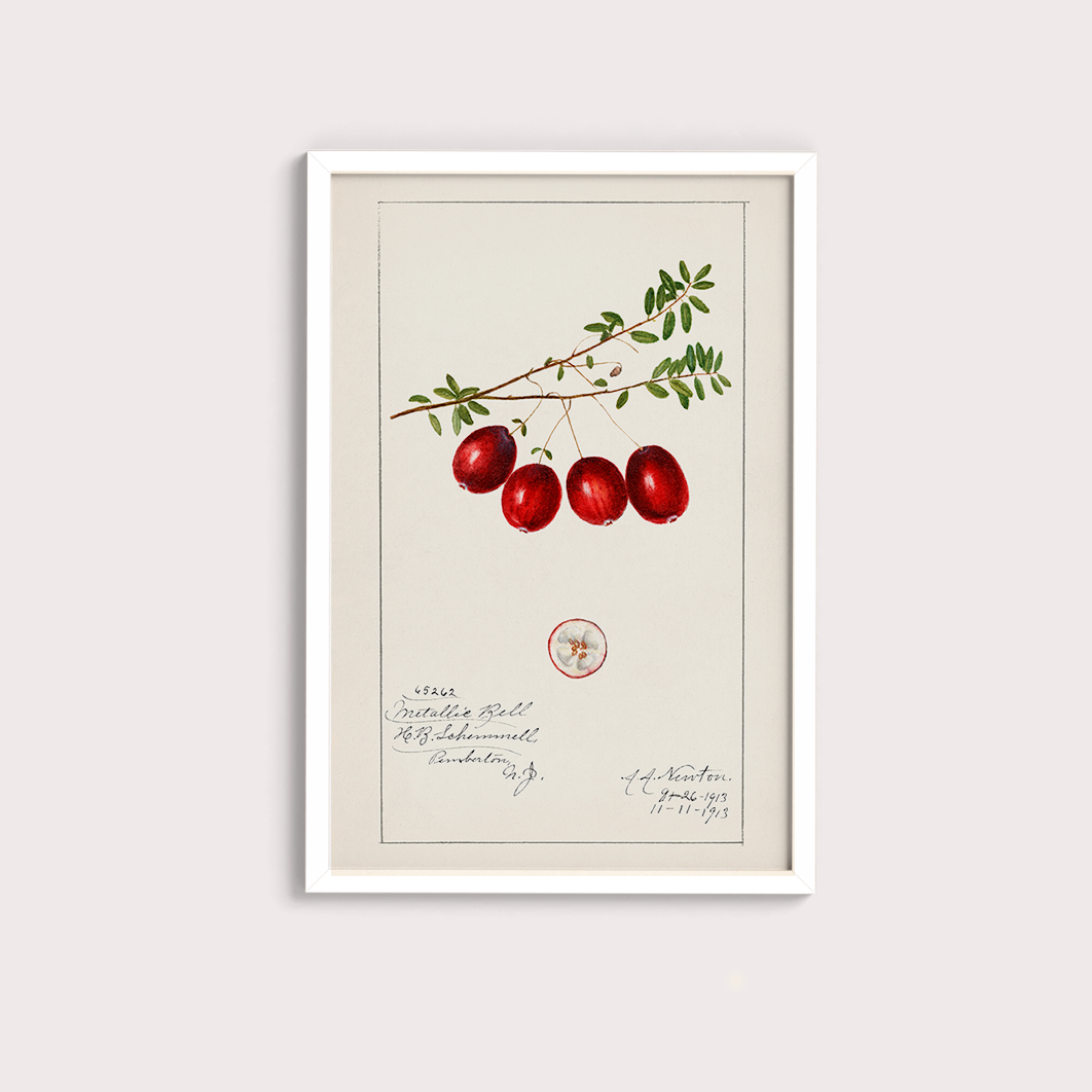 Cranberry Vintage