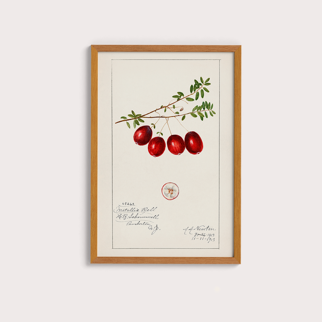 Cranberry Vintage