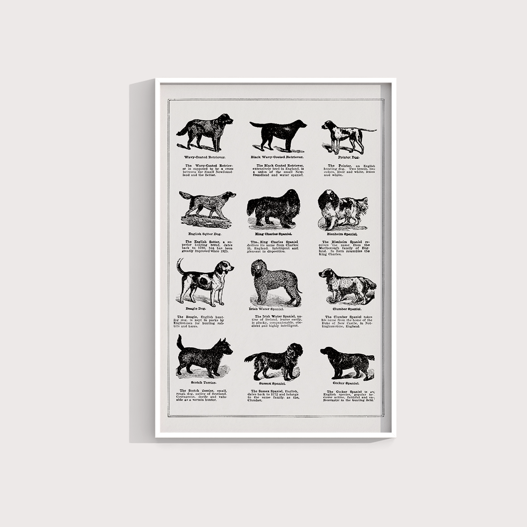 Vintage Dogs II - LARTESTUDIO