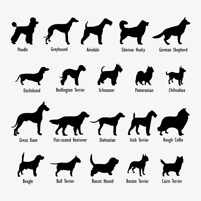 Quadro Dogs