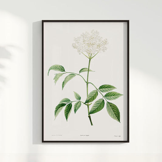 Quadro Floral Vintage - Elderflower