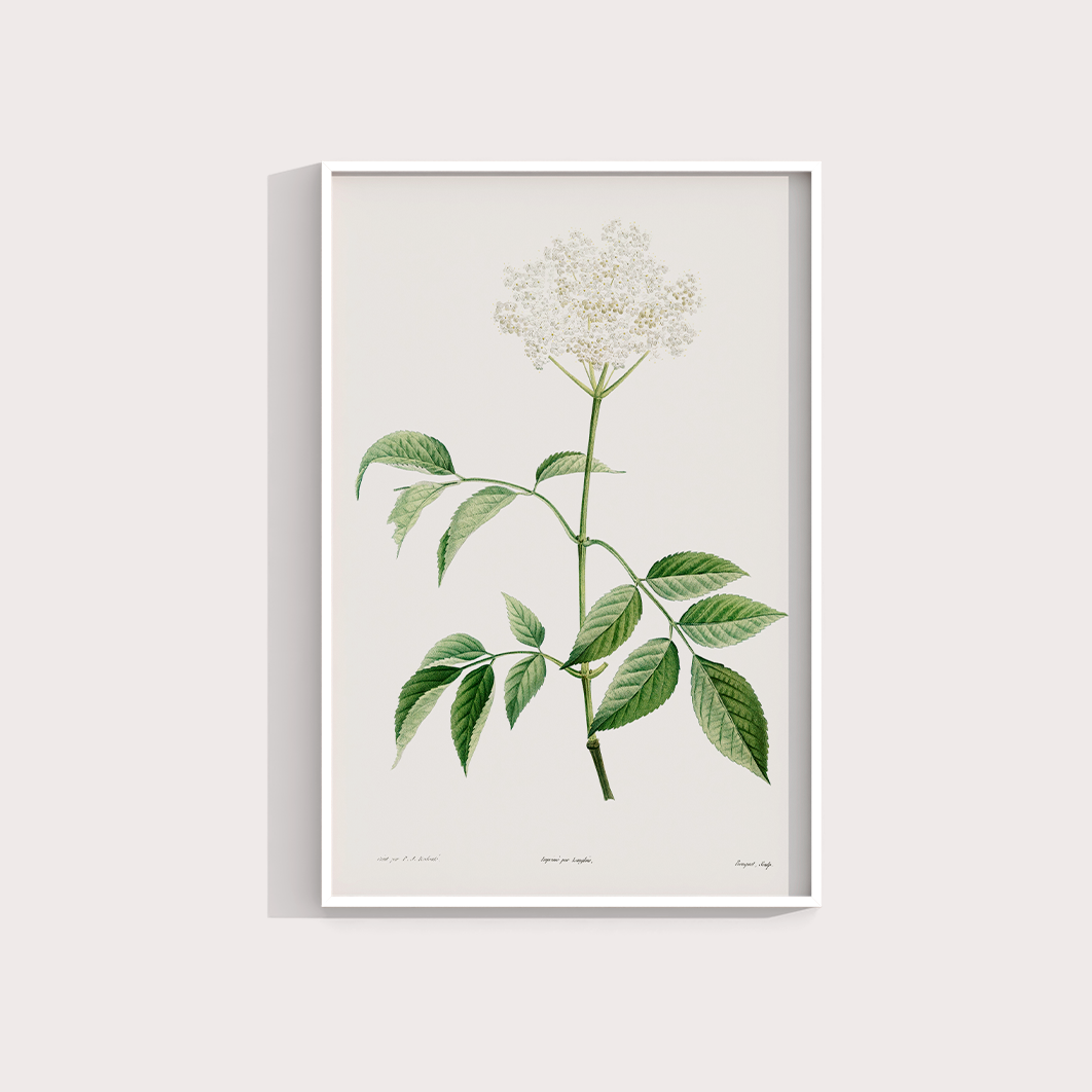 Elderflower