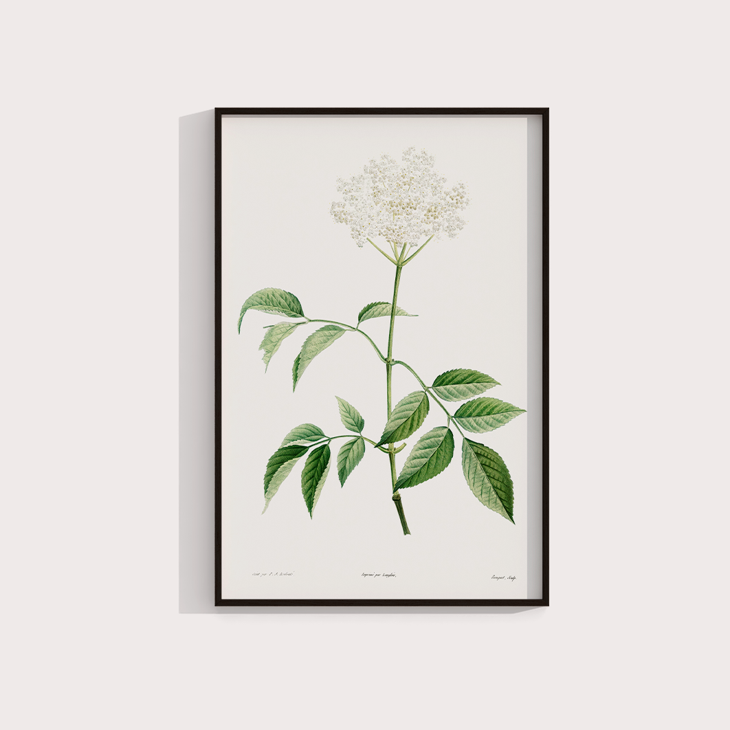 Elderflower