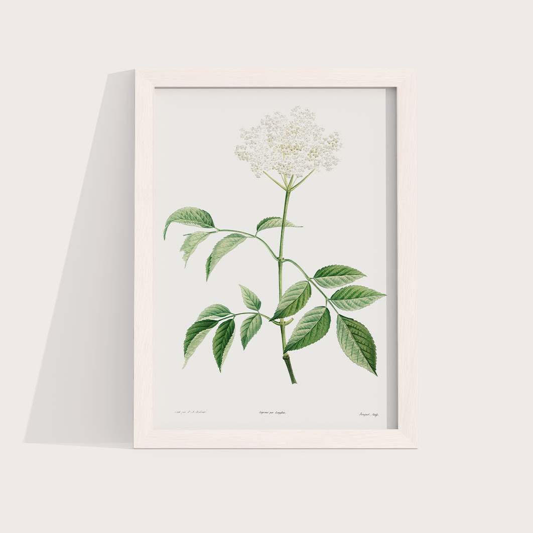 Elderflower